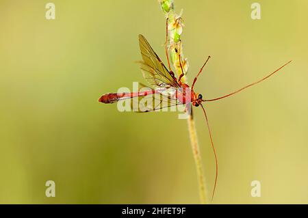 Ophioninae ist eine Unterfamilie von Wespen aus der Familie der Ichneumonidae mit weltweiter Verbreitung. Stockfoto