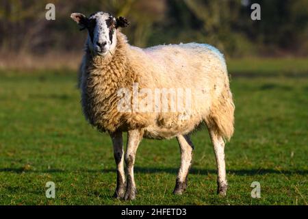 Ein Schaf auf einer grünen Wiese Stockfoto