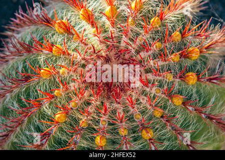 Kakteen in Lanzarote Island, Spanien Echinocactus grusonii (Goldener Faßkaktus, Kissen der Schwiegermutter) Stockfoto