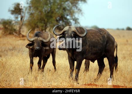 Afrikanische Büffel (Syncerus Caffer Caffer, auch bekannt als Cape Buffalo). Taita Hills, Kenia Stockfoto