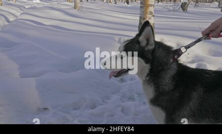 Frau und kleines Kind laufen im Winterwald mit Husky Hund. Junge Mutter mit Tochter im Park mit Huskies Hund. Freundschaft Haustier und Mensch. Sibirischer Husky Hund in Schnee Winter Natur. Stockfoto