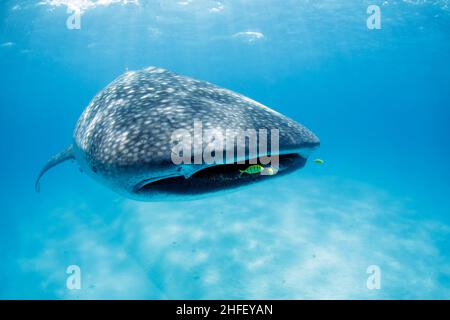 Walhai (Rhincodon-Typus) mit Pilotenfisch um den Mund. Mafia Island, Tansania Stockfoto