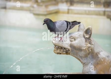 SIENNA, TOSKANA, ITALIEN - MAI 18 : Taube, die am 18. Mai 2013 auf dem Hauptplatz von Sienna auf dem Maul eines Wolfes steht Stockfoto