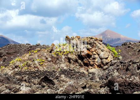 Kalten vulkanischen Flow im Detail Stockfoto