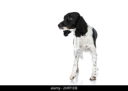 Neugieriger englischer springer-Spaniel-Welpe, der auf weißem Hintergrund im Studio aufschaut und isoliert läuft Stockfoto