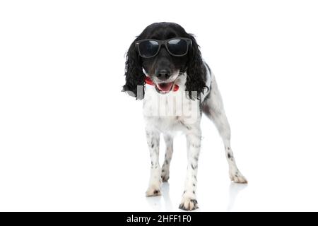 Süßer englischer springer Spaniel Welpe mit Brille, die aus der Zunge ragt und auf weißem Hintergrund im Studio steht Stockfoto