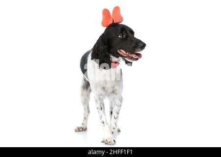 Kostbarer englischer springer Spaniel Hund mit Stirnband und Fliege, der zur Seite schaut und keuchend, isoliert auf weißem Hintergrund im Studio steht Stockfoto