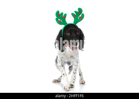 Liebenswert englisch springer Spaniel Welpe mit Rentier Stirnband keuchend und zu Fuß isoliert auf weißem Hintergrund im Studio Stockfoto