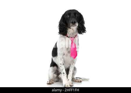 Niedlicher englischer springer Spaniel Hund mit rosa Krawatte sitzt isoliert auf weißem Hintergrund im Studio Stockfoto