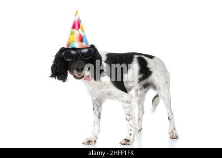 Cooler englischer springer Spaniel Hund mit Geburtstagshut und Sonnenbrille feiert Party und steht auf weißem Hintergrund im Studio Stockfoto