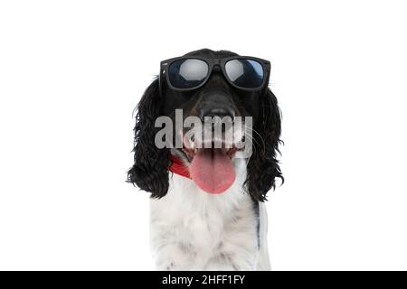 Cooler englischer springer-Spaniel-Hund mit Sonnenbrille, die aus der Zunge ragt und keucht, während er auf weißem Hintergrund im Studio sitzt Stockfoto