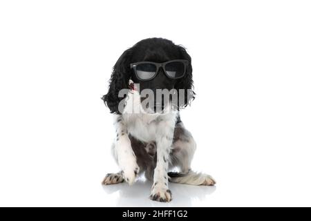 Cooler englischer springer Spaniel Hund mit Sonnenbrille und Fliege sitzt auf weißem Hintergrund und posiert im Studio Stockfoto