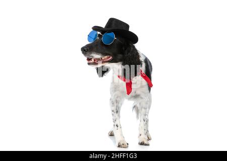 Schöner englischer springer-Spaniel-Hund mit einer Brille, die zur Seite schaut und auf weißem Hintergrund im Studio steht Stockfoto