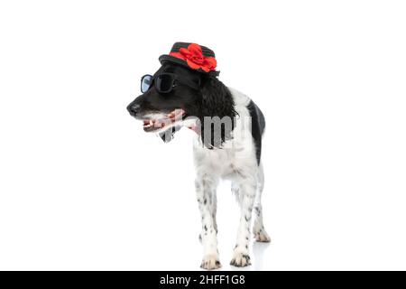 Bezaubernder englischer springer Spaniel Hund mit Hut, Sonnenbrille und Fliege, der zur Seite schaut und auf weißem Hintergrund im Studio läuft Stockfoto