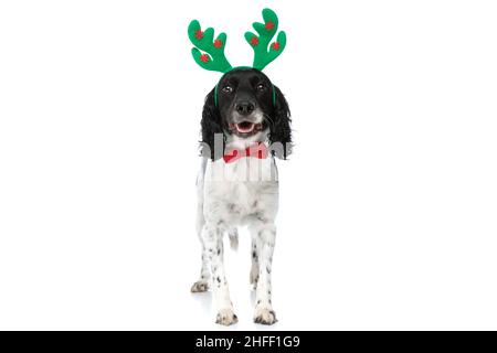 Happy english springer Spaniel Hund mit Rentier Stirnband keuchend und stehend auf weißem Hintergrund Stockfoto