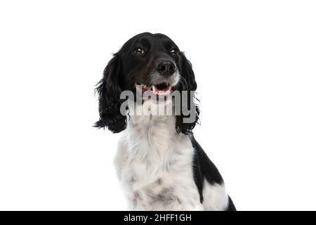 Happy english springer Spaniel Hund keuchend und blickte auf, während er auf weißem Hintergrund im Studio sitzt Stockfoto