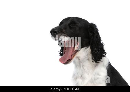 Müder englischer springer-Spaniel-Hund, der die Augen schließt und gähnend auf weißem Hintergrund im Studio sitzt Stockfoto