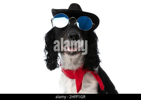 Cooler englischer springer-Spaniel-Hund mit Retro-Sonnenbrille, Bandana und Hut, der auf weißem Hintergrund im Studio aufschaut und keucht Stockfoto