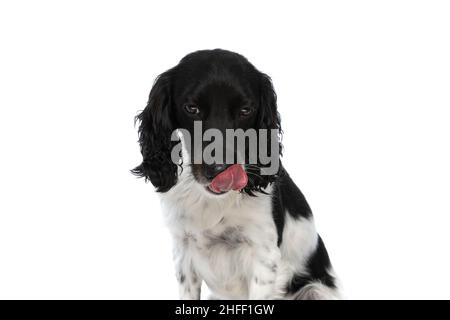 Süßer englischer springer Spaniel Hund, der nach unten schaut und die Nase leckt, während er auf weißem Hintergrund sitzt Stockfoto