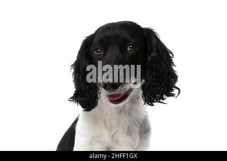 Porträt des niedlichen englischen springer-Spaniel-Hundes, der aus der Zunge ragt und auf weißem Hintergrund im Studio keuchend ist Stockfoto