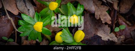 Panorama mit gelben Blüten genannt Winter Aconit Blüten Eranthis Hyemalis Stockfoto