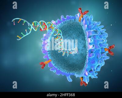 Genetisch veränderte chimäre Antigenrezeptor-Immunzelle mit implantiertem Genstrang - 3D Abbildung Stockfoto