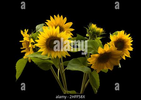 Vintage Bouquet von frischen Sonnenblumen in einer Vase isoliert auf schwarzem Hintergrund Stockfoto