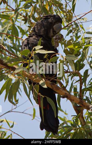 Schwarzer Kakadu mit rotem Schwanz im Northern Territory in Australien Stockfoto