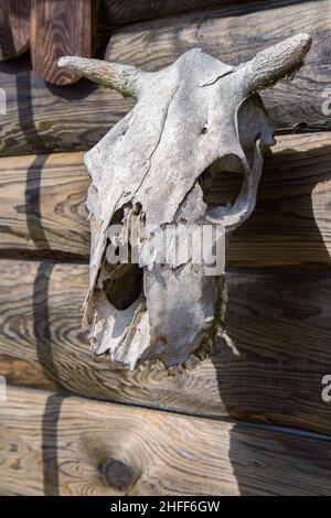 Schädel einer Kuh auf einer Holzwand. Seitenansicht Stockfoto