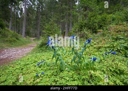 Im Wald blühende Weide Enzian (Gentiana asclepiadea), Fassatal, Trient, Trentino-Südtirol, Italien Stockfoto