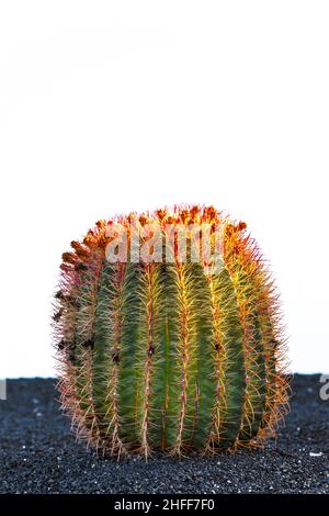 Kakteen in Lanzarote Island, Spanien Echinocactus grusonii (Goldener Faßkaktus, Kissen der Schwiegermutter) Stockfoto