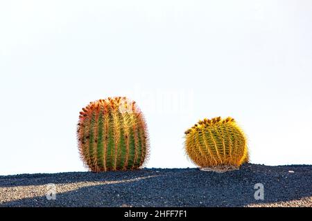 Kakteen in Lanzarote Island, Spanien Echinocactus grusonii (Goldener Faßkaktus, Kissen der Schwiegermutter) Stockfoto