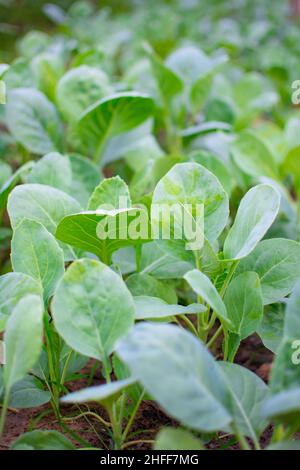 Anbau von chinesischen Grünkohl-Gemüse oder chinesischen Broccoli-Pflanzen (Brassica oleracea var. albognabra). Sie sind grüne Ernte, die auf dem Boden wächst, hoch V Stockfoto