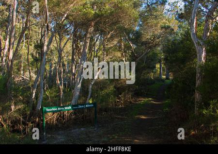 Toorloo Arm Walk am Lakes Entrance in Victoria, Australien Stockfoto