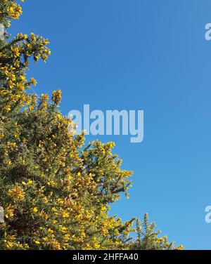 Ein Ginsterstrauch in voller Blüte Stockfoto