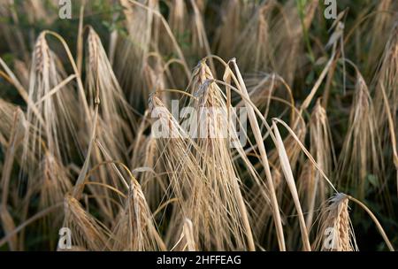 Hordeum vulgare landwirtschaftliches Feld Stockfoto