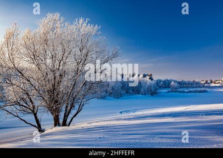 Schneebedeckte Bäume an frostigen Tagen am Ufer des Flusses im Winter neben einem kleinen Dorf, das irgendwo in Sibirien abgelegen ist. Stockfoto