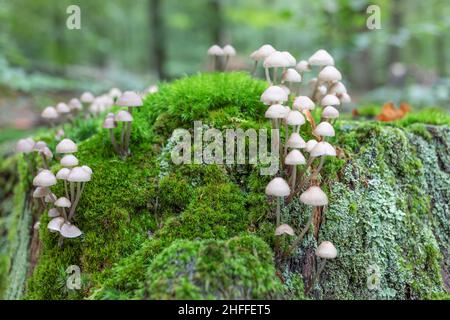 Kleine Pilze auf moosigen Baumstumpf Stockfoto