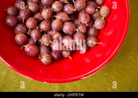 Stachelbeeren frisches Obst gerade gesammelt Stockfoto