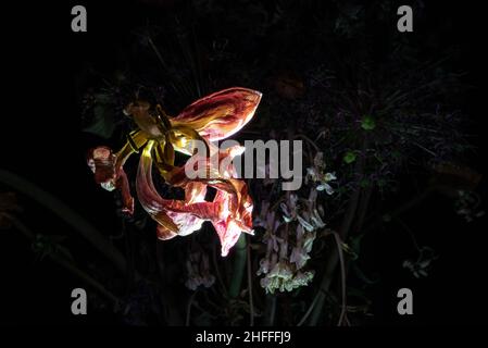 Ein verwelkter Blumenstrauß mit einer beleuchteten Lilie im Dunkeln Stockfoto