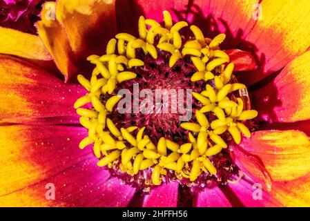 Nahansicht eines schönen bunten Asters in einem Blumenstrauß Stockfoto