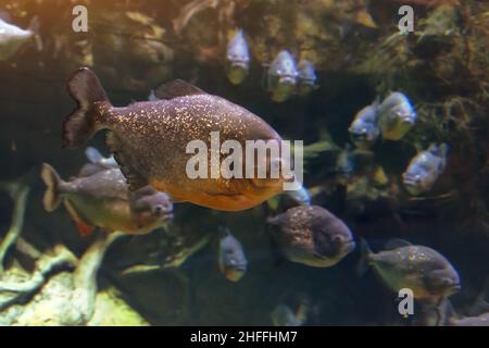 Eine Herde Piranha-Fische im dunklen Wasser des Amazonas Stockfoto