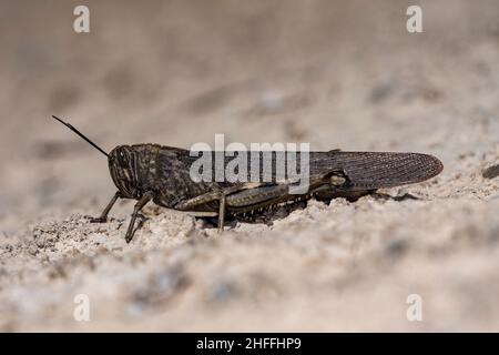 Orthoptera sind staurometabolische Insekten mit zähigen Mundparts. Stockfoto