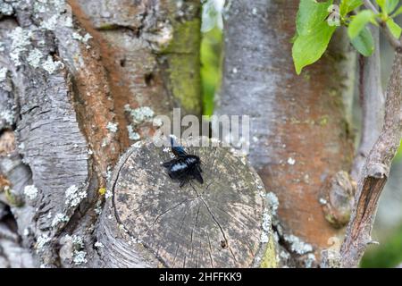 Eine wunderschöne blaue Holzbiene arbeitet am Stamm eines alten Baumes. Stockfoto