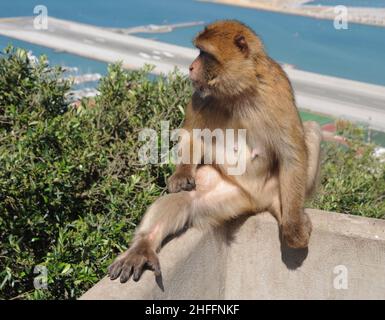 Barbary Macaque alias Barbary Ape Stockfoto