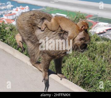 Barbary Macaque Ape (Barbary Ape) - Gibraltar Stockfoto