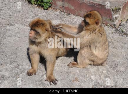 Barbary Macaque alias Barbary Ape Stockfoto