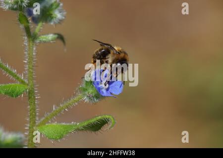 Gabelschwanzbiene (Anthophora furcata), Familie Apidae auf Blüten von grünem Alkanet (Pentaglottis sempervirens), Familie Borretschgewächse (Boraginaceae) Stockfoto