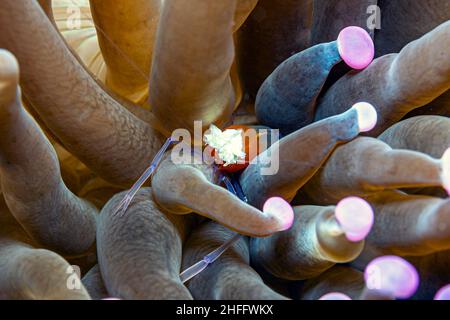 Hippolytidae ist eine Familie sauberer Garnelen, auch bekannt als gebrochene Garnelen oder Anemone Garnelen. Stockfoto