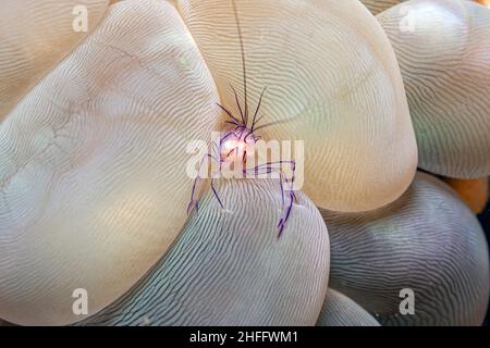 Hippolytidae ist eine Familie sauberer Garnelen, auch bekannt als gebrochene Garnelen oder Anemone Garnelen. Stockfoto